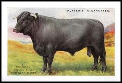 25PBPS 20 Welch Black Cattle.jpg